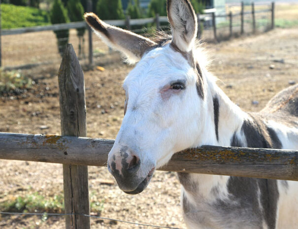 Alquiler de casa rural en Villena (Alicante)